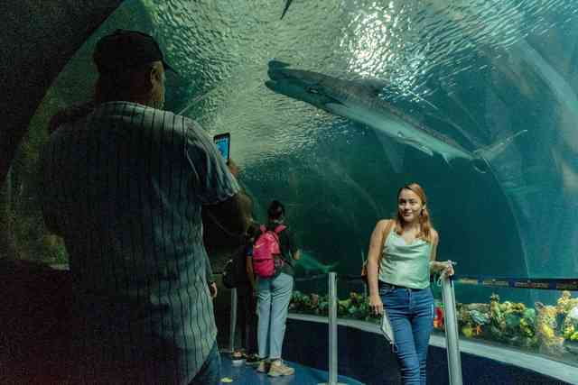 Casi 15 Mil Personas Visitaron El Aquarium De Veracruz Durante Primer