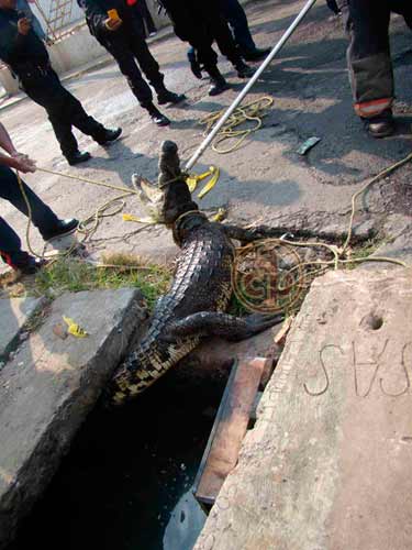 Capturan al segundo cocodrilo en red de drenaje de Veracruz - Al Calor  Político