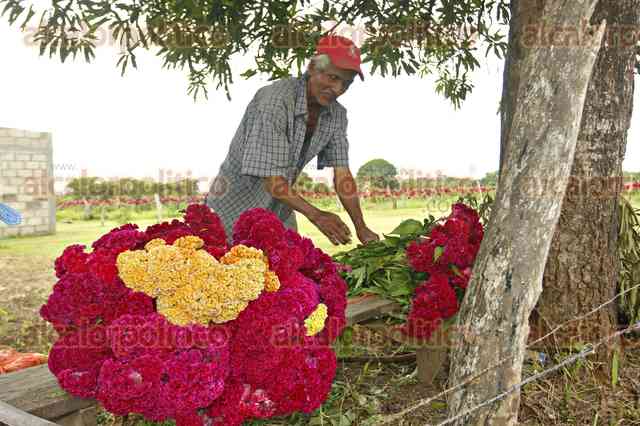 Productores de Medellín en campos de flor de 