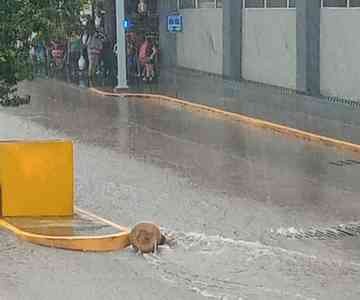 Lluvias provocaron inundaciones Galería alcalorpolitico com