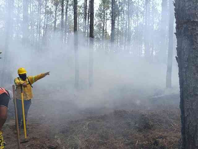 Hay 15 incendios forestales activos en Veracruz – alcalorpolitico