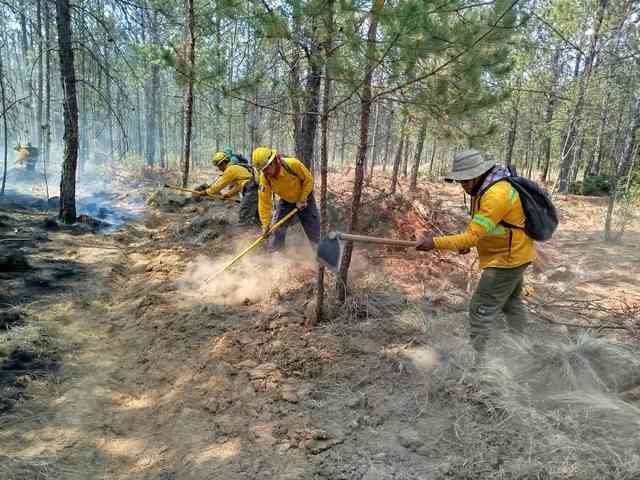 Brigadas combaten 4 incendios forestales, en Veracruz – alcalorpolitico