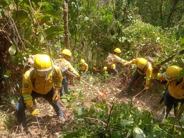 Continúa combate contra 9 incendios forestales en Veracruz – alcalorpolitico