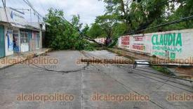 Coatepec, Ver., 16 de junio de 2024.- rbol no pudo contra la tormenta y cay, derribando una barda y dos postes en la calle Libertad.
