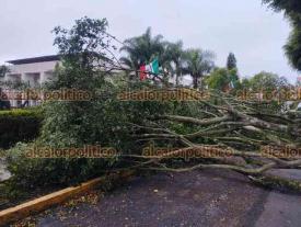 Xalapa, Ver., 7 de septiembre de 2024.- rbol cay en la avenida Encanto, frente al Congreso del Estado, en el carril con direccin a Lzaro Crdenas. No se reportaron daos a vehculos o personas. Personal ya trabaja para retirar este ejemplar.
