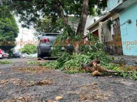 Veracruz, Ver., 7 de septiembre de 2024. Fuertes vientos provocados por el frente fro 1 tiraron ramas de rbol que cayeron sobre auto y rompieron el medalln, en la calle Orizaba de la colonia Ortiz Rubio. No hay heridos.