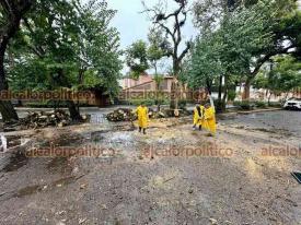 Xalapa, Ver., 8 de septiembre de 2024.- La lluvia y ?norte? registrados la madrugada de este domingo povocaron la cada de rboles, ramas y cables en diferentes puntos de la ciudad.

