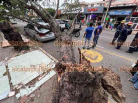 Veracruz, Ver., 2 de octubre de 2024.- En la calle de Corts, esquina con Guerrero, en el Centro, cay un rbol, daando al menos 4 vehculos ?incluida una moto? cuyos conductores esperaban el semforo. Proteccin Civil y Bomberos arribaron al sitio.