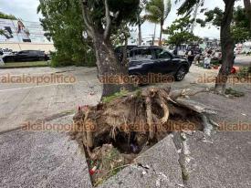 Boca del Ro, Ver., 2 de octubre de 2024.- Auto result daado al caerle un rbol como consecuencia de las fuertes rachas de viento registrados este mircoles. El ejemplar derribado bloque la avenida Urano y calle Acapulco, frente a la Ganadera Ylang Ylang. No se reportaron lesionados.