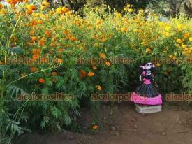 Paxtepec, municipio de Coacoatzintla, Ver., 19 de octubre de 2024.- Este ao, los campos de cempaschil ya esperan a los visitantes que compran la flor para los altares de Da de Muertos; habitantes colocaron catrinas para ambientar las festividades de los Fieles Difuntos.