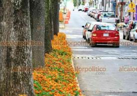 Xalapa, Ver., 24 de octubre de 2024.- Empleados del ayuntamiento colocaron flores de cempaschil sobre el camelln de la avenida Murillo Vidal.
