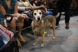 Xalapa, Ver., 22 de noviembre de 2024.- En la quinta sesin ordinaria del Congreso del Estado, diputados aprobaron la reforma que reconoce a los animales como seres sintientes.