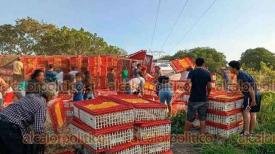 Paso de Ovejas, Ver., 13 de diciembre de 2024.- Camin cargado con pollos volc en la carretera federal Xalapa-Veracruz. Al sitio llegaron pobladores para robar la mercanca.
