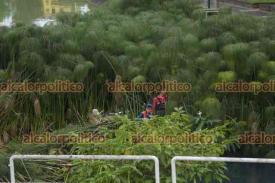 Xalapa, Ver., 13 de enero de 2025.- Trabajadores de Medio Ambiente podan las plantas en Los Lagos. El agua contina ligeramente turbia.